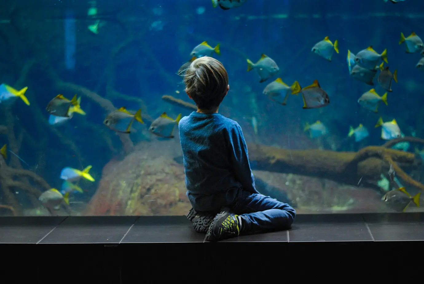 A young boy sitting in front of a massive glass aquarium viewing wall as colorful fish swim past, a highlight of visiting Dubai with Kids.