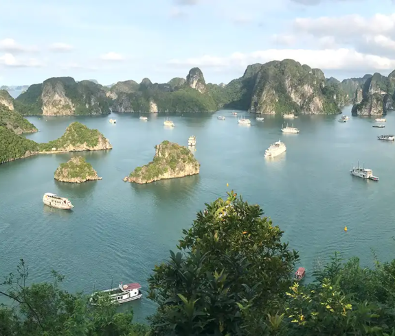A wide panoramic elevated photograph looking down over lush green treetops at dozens of tourist cruise boats anchored in the calm emerald waters surrounded by steep limestone karst islands in Ha Long Bay, Vietnam.