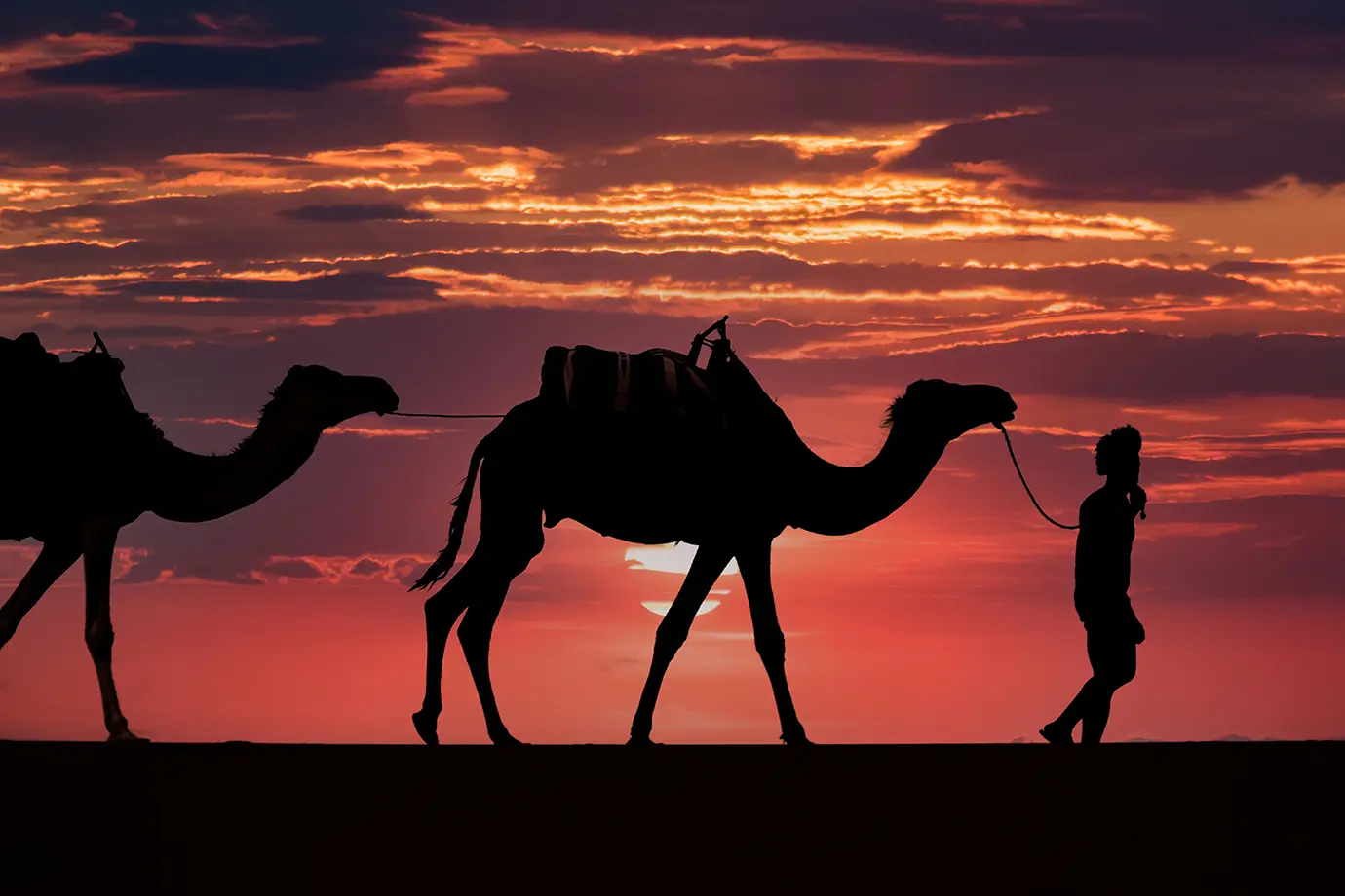 Silhouetted camel handler leading a caravan of camels across the desert horizon against a fiery red sunset during a Dubai Desert Safari.