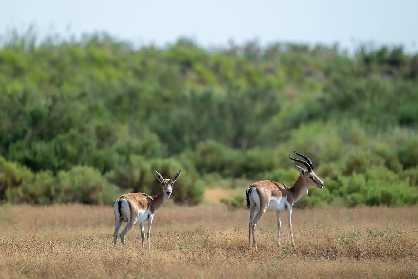 Two wild goitered gazelles standing in dry grassland in front of lush green shrubs in Shirvan National Park featured in a travel guide on 5 Must-Visit Destinations in Azerbaijan Beyond Baku.