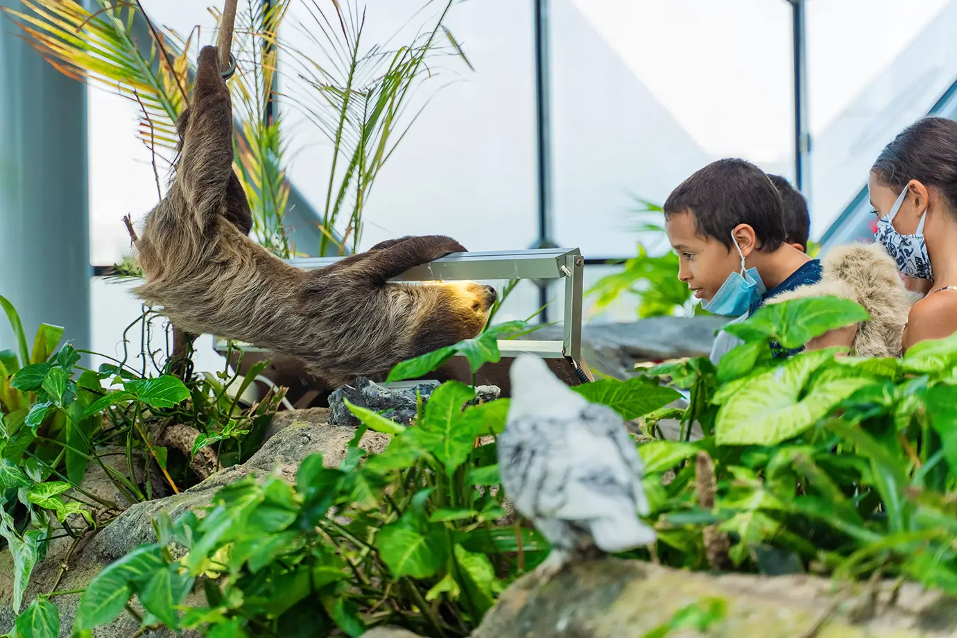 A young boy and girl leaning in to observe a sloth hanging upside down in an indoor tropical biome when visiting Dubai with Kids.