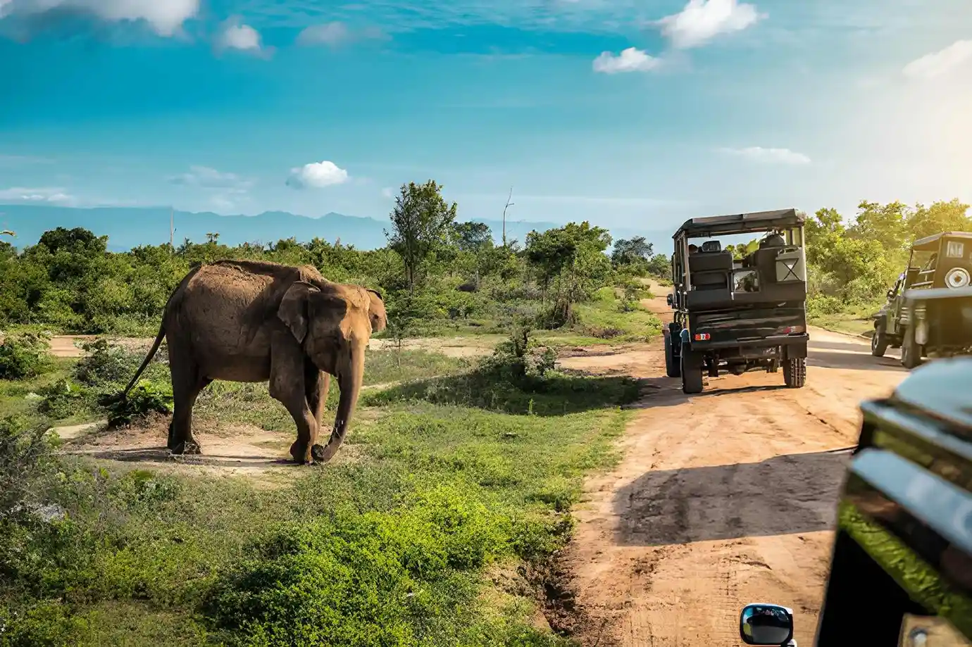 Wild Asian elephant walking beside safari jeeps in Udawalawe National Park, featured in the Sri Lanka and Maldives Travel Guide
