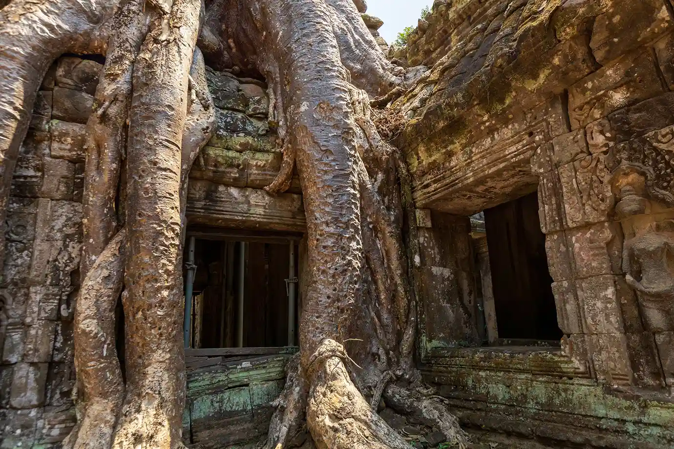 Giant ancient tree roots growing over weathered stone doorways and carved walls of Ta Prohm temple featured in a travel guide on Angkor Wat Tickets.