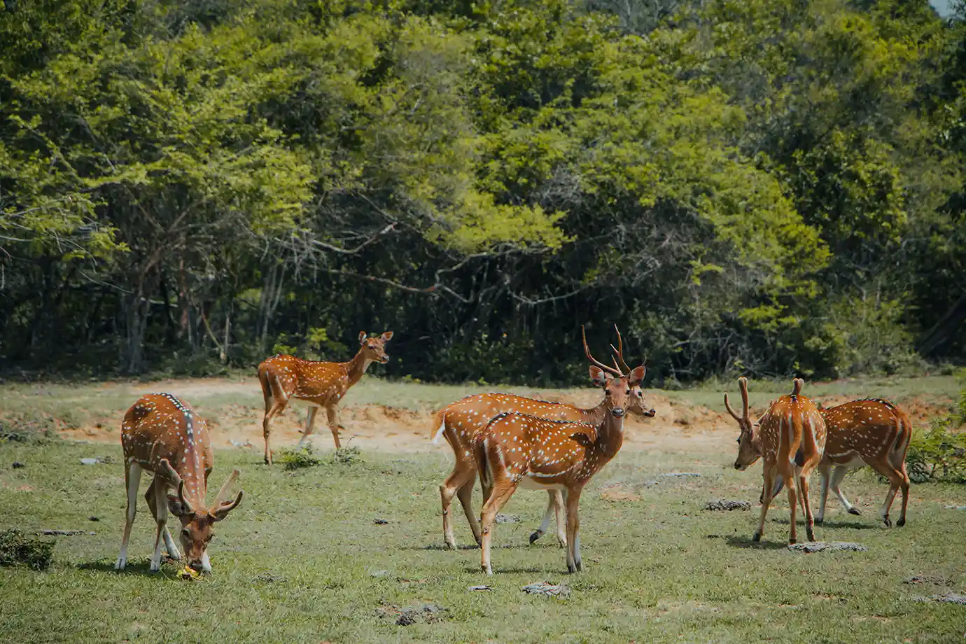 Spotted deer grazing in Yala National Park, Sri Lanka, featured in the Sri Lanka and Maldives Travel Guide