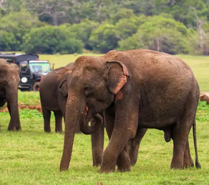 Sri Lanka Luxury Safari