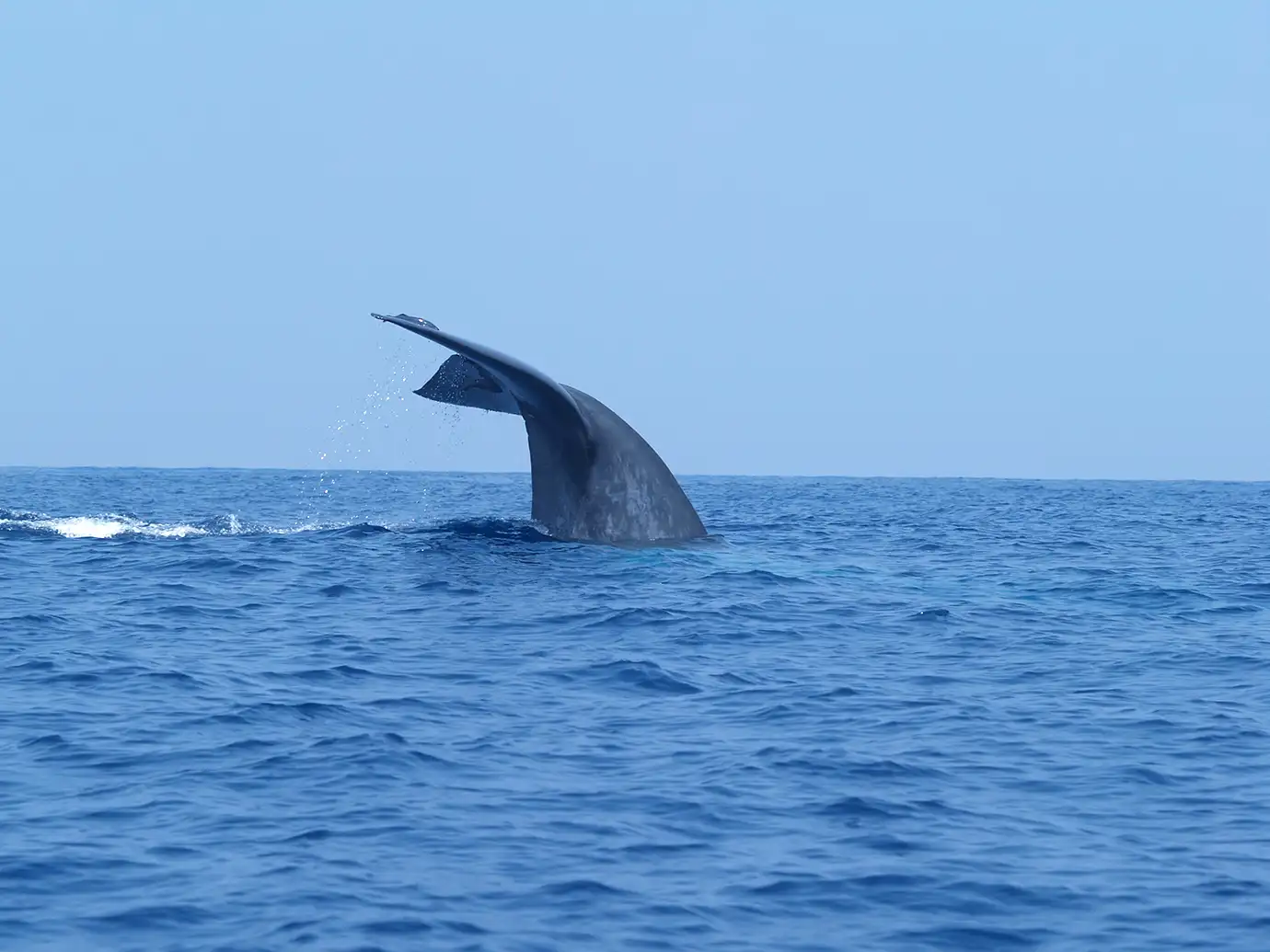A eye-level telephoto photograph capturing the giant fluke of a blue whale lifting above gentle blue ocean waves with water dripping before a deep dive off the coast of Mirissa, Sri Lanka.