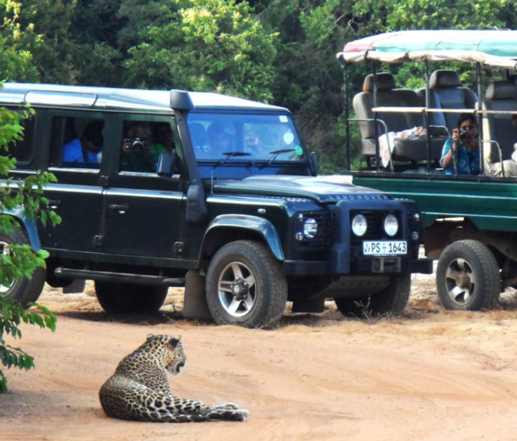 A wide landscape photograph showing a Sri Lankan leopard lying on a red dirt track beside green bushland while tourists in two green 4x4 safari vehicles observe and take photos.